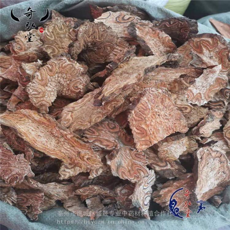 桫欏 龍骨風 龍骨風產地 基地供應 紅晟