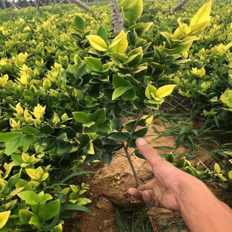 供應金森女貞 金森女貞廠家 地被色塊綠化金森女貞 紅成苗木